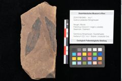 Foto (Objekt + Etikett) von Quercus palaeoilex Ettingshausen (NHMW-GEO-2024-0188-0848)